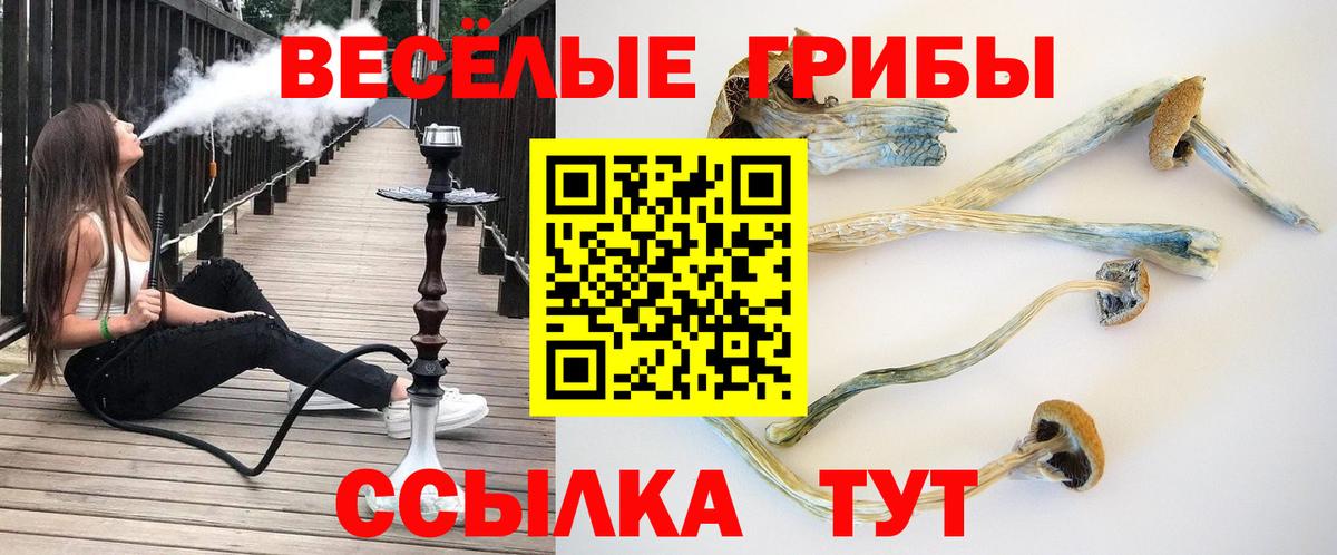 Галлюциногенные грибы Psilocybe Братск