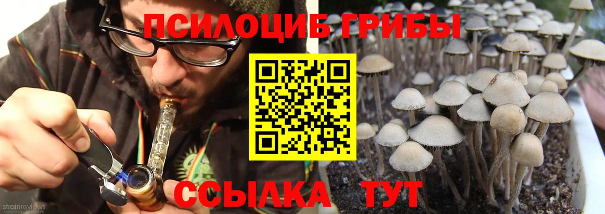 Братск  Псилоцибиновые грибы MAGIC MUSHROOMS  Вход с VPN 